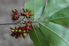 Ochna obtusata var. obtusata